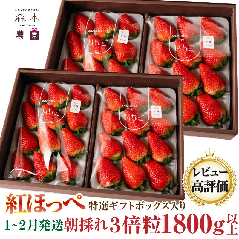 【ふるさと納税】060-17　【1月～2月発送】最高の贅沢をあなたに…森木農園が育てる『大粒紅ほっぺ』4トレイ　合計1800g以上【常温発送】/ いちご 苺 フルーツ 果物のサムネイル
