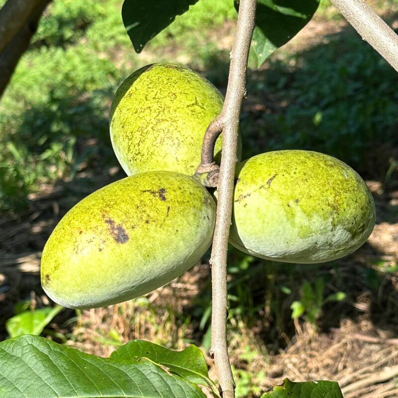 【ふるさと納税】 限定20セット 超希少 幻 フルーツ 完熟 ポポー 1500g 果物 珍しい 国産 農家直送 自然栽培 無農薬 デザート 贈答用 ギフト 高級 特産品 栄養価 豊富 ビタミンC 食物繊維 健康 美容 おやつ 牧之原市 静岡県のサムネイル