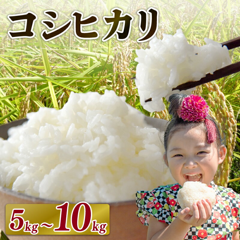 楽天市場】こしひかり 10kg 静岡の通販