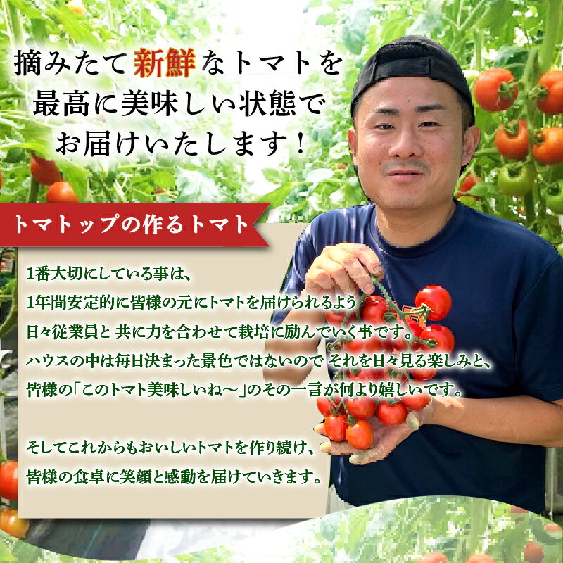 【ふるさと納税】 枝完熟マキノハニー トマトップ 高リコピン うまみ トマト とまと 野菜 やさい 新鮮 産地 直送 おいしい サラダ 夏野菜 静岡県 牧之原市