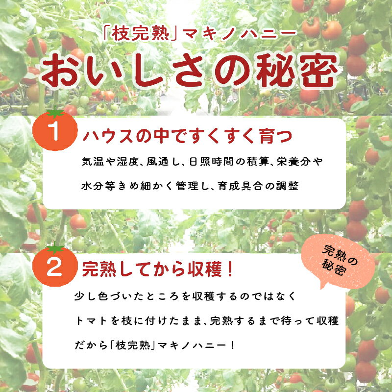 【ふるさと納税】 枝完熟マキノハニー トマトップ 高リコピン うまみ トマト とまと 野菜 やさい 新鮮 産地 直送 おいしい サラダ 夏野菜 静岡県 牧之原市