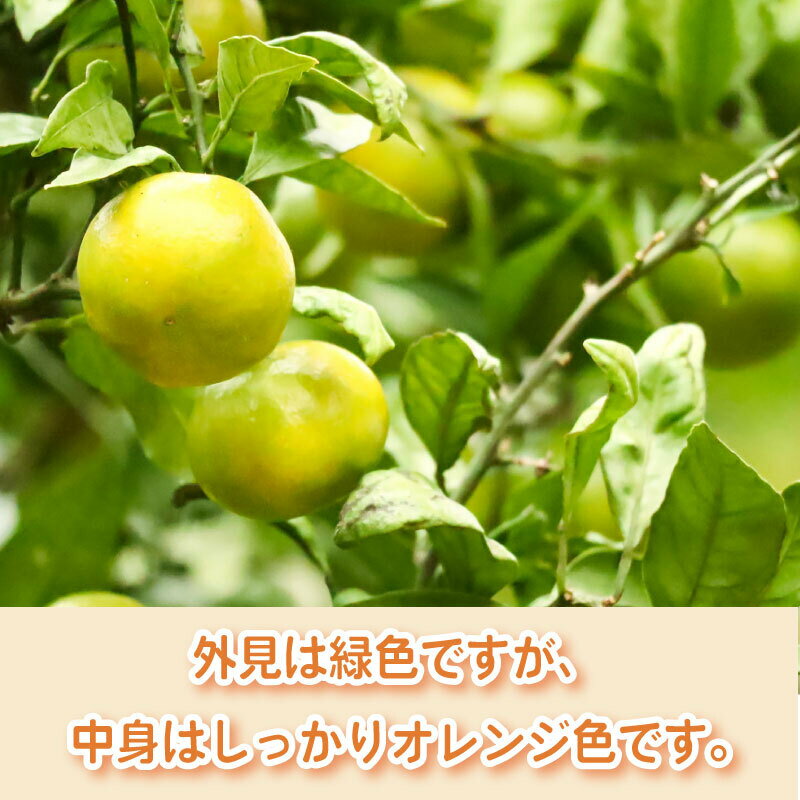 【ふるさと納税】 みかん 日南のひめ 5kg 先行予約 柑橘 ミカン 蜜柑 極早生 ビタミン フルーツ おいしい 早生 果物 果実 健康 美容 大石農園 静岡県 牧之原市