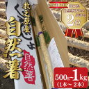 【ふるさと納税】 予約受付 自然薯 500g ~ 1kg 1本 ~ 2本 じねんじょ 山芋 ヤマイモ 山いも とろろ とろろ汁 国産 滋養強壮 強壮 とろろご飯...