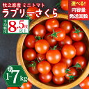 【ふるさと納税】 ミニトマト フルーツトマト ラブリーさくら うまたま 糖度 8.5度 予約 受付 選べる 配送 回数 定期便 500g 1kg 7kg 国産 ...