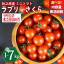【ふるさと納税】 訳あり ミニ トマト フルーツ トマト ラブリーさくら うまたま 予約 受付 1kg ~ 7kg 選べる 容量 発送 回数 定期便 国産 野菜 フルーツ 甘い 静岡県 牧之原市 山本農園