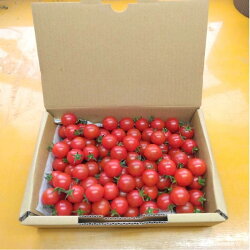 【ふるさと納税】ミニトマトうまたま（２ｋｇ）糖度8.5～11.5高糖度フルーツトマト