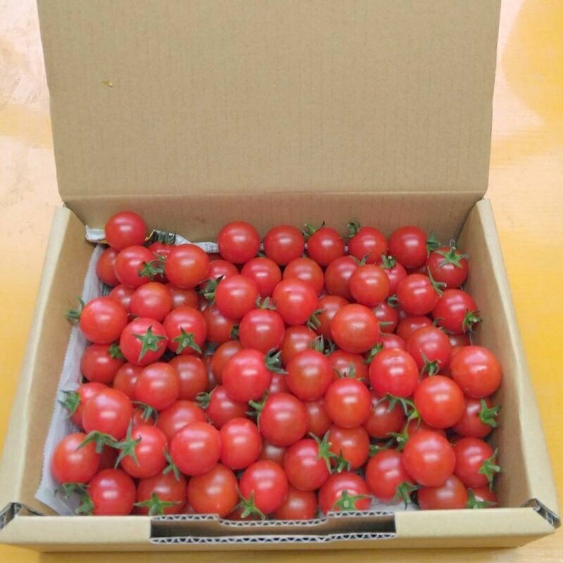 【ふるさと納税】122-2 山本農園 ラブリーさくら ミニトマト うまたま（1kg×2回発送）糖度8.5以上 高糖度 フルーツトマト