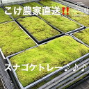 【ふるさと納税】 こけ専門農家直送 スナゴケ 育苗トレー入り 2枚 苔 コケ 庭園 盆栽 緑化 ガーデニング 観葉植物 園芸 地衣類 自然 エコ DIY テラリウム 苔玉 苔リウム 山野草 インテリア 苔テラリウム 苔庭 グリーン 和風 日本庭園 牧之原市 静岡県