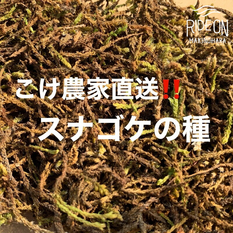 こけ 専門農家直送!! スナゴケ 種 5L / 管理方法の説明書付き 植物 苔 ゴケ インテリア 静岡県 苔g(こけじぃ)