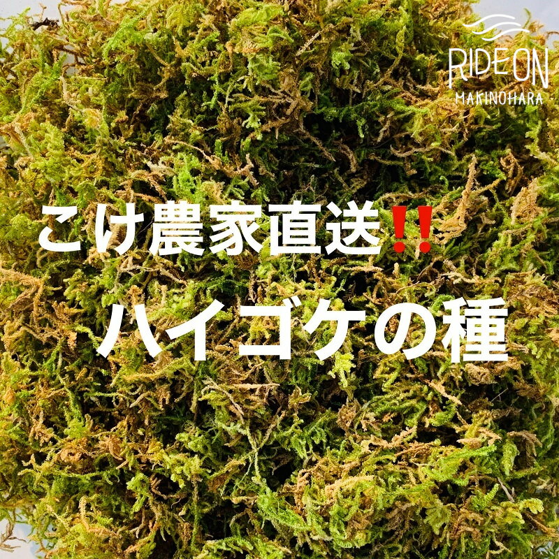 こけ 専門農家直送!! ハイゴケ 種5L / 管理方法の説明書付き 植物 苔 ゴケ インテリア 静岡県 苔g(こけじぃ)