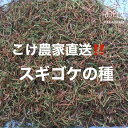 【ふるさと納税】 こけ 専門農家 直送 スギゴケ 種 5L コケ 苔 緑化 園芸 ガーデニング 盆栽 テラリウム 苔玉 観葉植物 自然 エコ DIY 寄せ植え 庭 造園 インテリア グリーン 土壌 床材 壁面緑化 屋上緑化 環境改善 牧之原市 静岡県