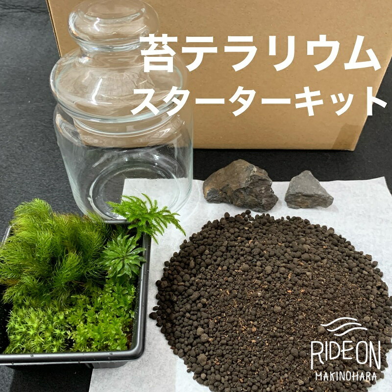 123-15 こけ 専門農家直送!! 苔テラリウム スターターキット / 管理方法の説明書付き 植物 苔 ゴケ インテリア 静岡県 苔g(こけじぃ)