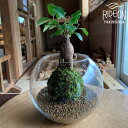 【ふるさと納税】 苔玉 ガジュマル コケ こけ 農家直送 観葉植物 インテリア グリーン 苔リウム テラリウム 盆栽 ミニ観葉 エアプランツ 苔盆栽 室内緑化 癒しグッズ オフィス 贈り物 プレゼント 育てやすい 長寿 縁起物 コケノミウラ 牧之原市 静岡県