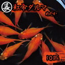 261位! 口コミ数「2件」評価「3」 魚介 魚類 魚 紅帝ダルマ 10匹 めだか 飼育 おすすめ 水槽 インテリア 生物 鑑賞 美 静岡県 牧之原市 丸長