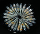 【ふるさと納税】 めだか 桜餅 オス メス ランダム 10匹 メダカ 観賞魚 ペット 淡水魚 アクアリウム 飼育 水槽 インテリア 淡水魚飼育 ペット飼育 熱帯魚 鑑賞 魚 魚類 小型魚 日本 贈り物 プレゼント 家族 趣味 インテリア 癒し 牧之原市 静岡県