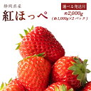 【ふるさと納税】 【発送月が選べる】 紅ほっぺ 2000g以上 いちご 1000g×2パック イチゴ 冷蔵発送 苺 2kg 土耕栽培 フルーツ 果物 スイーツ デザート朝摘み ストロベリー 完熟 農家直送 ベリー 産地直送 森木農園 静岡県 牧之原市 ~土耕栽培だから濃くて甘い!~