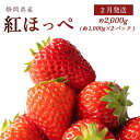【ふるさと納税】 2月発送 土耕栽培 濃い 甘い 紅ほっぺ 合計 2000g以上 常温発送 いちご イチゴ 苺 フルーツ 果物 贈答用 ギフト 旬 高糖度 完熟 産地直送 美味しい おいしい 新鮮 上品 高級 人気 農家 厳選 牧之原市 静岡県 森木農園