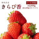 【ふるさと納税】 1月~4月発送 きらぴ香 2000g以上 いちご 苺 ブランド果物 甘い ジャム スムージー ギフト おやつ ビタミン 美容 栄養 特産品 直...