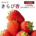 【ふるさと納税】 3月発送 きらぴ香 2kg以上 いちご 苺 甘い ジャム スムージー ギフト おやつ ビタミン 美容 栄養 特産品 直送 新鮮 ブランド フル...