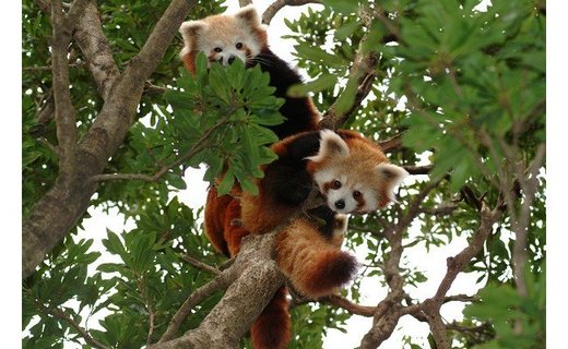 【ふるさと納税】熱川バナナワニ園入園招待券2枚A004/熱帯動植物園チケット静岡県東伊豆町