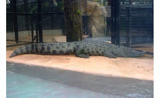 【ふるさと納税】熱川バナナワニ園入園招待券2枚A004/熱帯動植物園チケット静岡県東伊豆町