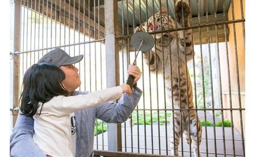 【ふるさと納税】伊豆アニマルキングダム 入園券 2枚 A003 ／ 動物園 チケット 招待券 静岡県 東伊豆町