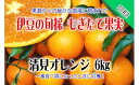 【ふるさと納税】もぎたて果実　清見　オレンジ　6kg　A025／収穫体験農園ふたつぼり　柑橘　フルーツ　静岡県　東伊豆町