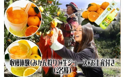 【ふるさと納税】みかん狩り　収穫体験　搾りたて　生ジュース　お土産付　2名様　B018／収穫体験農園ふたつぼり　静岡県　東伊豆町 2
