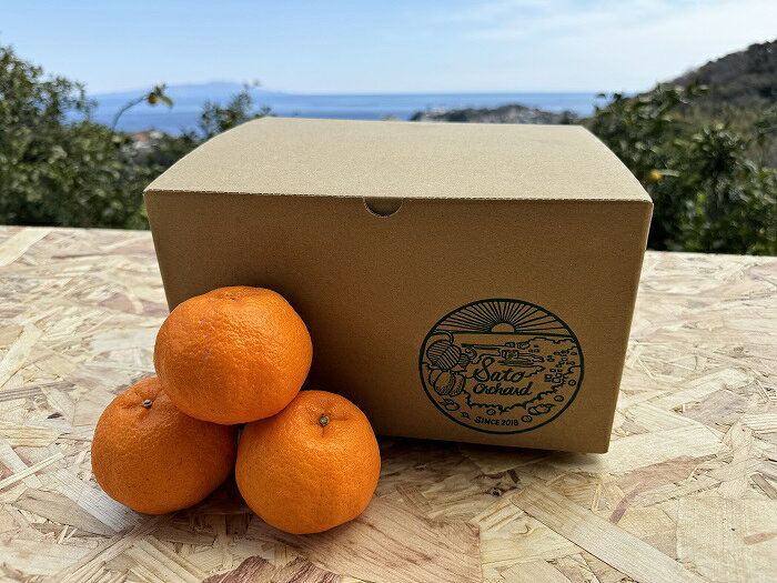 【ふるさと納税】東伊豆・佐藤農園のポンカン　贈答用3kg（Mサイズ～3Lサイズ） 1318 ／ 佐藤農園 果物 フルーツ 農家直送 静岡県 東伊豆町 f223018-higashiizu-10000609 静岡県東伊豆町 サンプル画像2