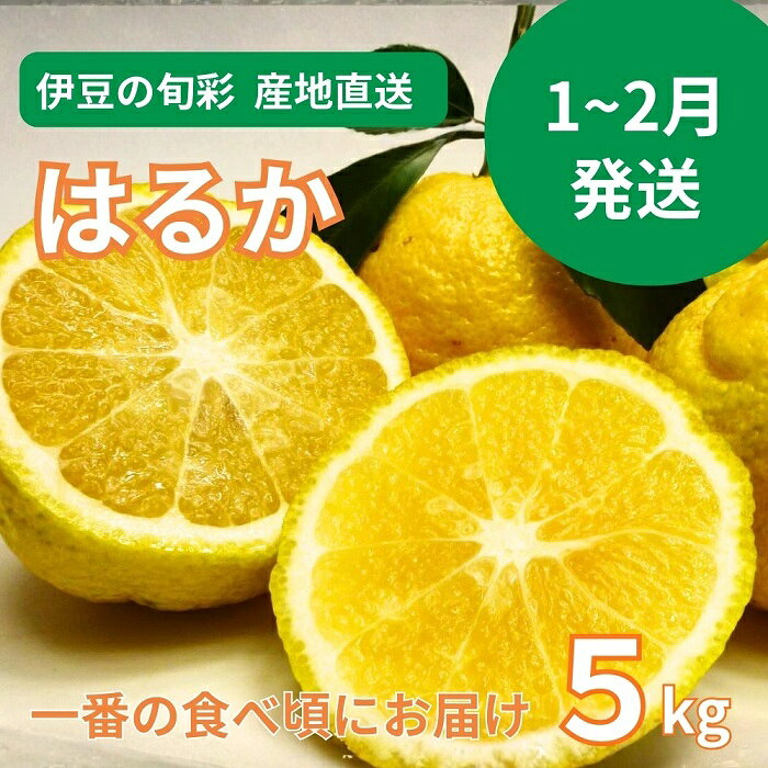【伊豆のみかん・柑橘】もぎたて果実 はるか 5kg A019 ／ 収穫体験農園ふたつぼり 柑橘 フルーツ 静岡県 東伊豆町