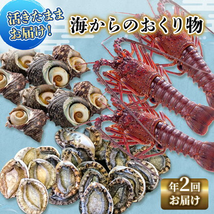 伊勢海老 アワビ サザエ 定期便 年2回 海からのお届け物 伊勢エビ 3～8匹 さざえ 4～15個 あわび 3～5枚 伊勢えび 海老 エビ えび 鮑 貝 魚介 魚介類 海鮮 海鮮セット セット 詰め合わせ 冷蔵 刺身 焼き物 静岡 静岡県 2回 お楽しみ　【 河津町 】