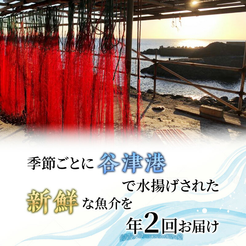 【ふるさと納税】海鮮 定期便 2ヵ月 伊勢海老 3～8匹 サザエ 4～15個 アワビ 3～5枚 海鮮セット 旬 活 伊勢えび 海老 えび あわび 鮑 さざえ 貝 魚介 魚介類 刺身 鉄板焼き つぼ焼き セット 詰め合わせ 冷蔵 冷蔵配送 静岡 静岡県 河津 河津町 定期 6ヶ月ごと計2回