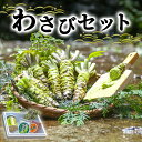 【ふるさと納税】わさび セット さくら 伊豆わさび食品直送 生わさび 2本 手作り わさび漬け 天城の春 三杯酢漬け わさびみそ 伊豆 ワサビ 茎 加工品 加工食品 薬味 詰め合わせ 静岡　【 河津町 】