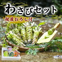 【ふるさと納税】とれたて わさび セット 滝 鮫皮おろし付 生産者直送 生わさび 2本 手作り わさび漬け 天城の春 三杯酢漬け わさびみそ むらさき漬 醤油漬け 伊豆 ワサビ 茎 加工品 加工食品 薬味 鮫皮おろし 詰め合わせ 静岡　【 河津町 】