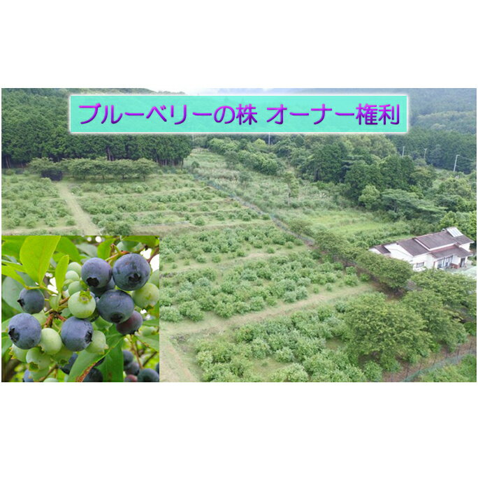 【ふるさと納税】ブルーベリーの株　オーナー権利（摘み取り体験） 【夏ギフト特集】果物・フルーツ　【体験チケット チケット ブルーベリー 株 オーナー 権利 摘み取り 体験 収穫】