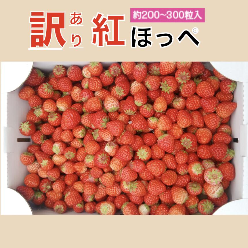 【ふるさと納税】訳あり 送料無料 イチゴ 紅ほっぺ 加工用イチゴ バラ詰め 果物 フルーツ 1.7kg（6.5パック相当）（2022年静岡県いちご果実品評会入賞） いちご 苺 静岡 南伊豆･･･