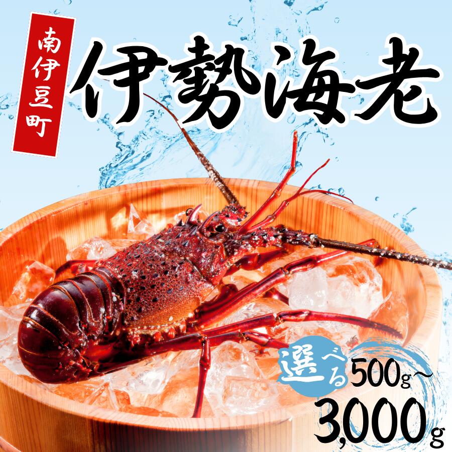 伊勢海老 500g 1000g 1500g 2000g 3000g 天然 活伊勢海老 伊勢エビ いせえび イセエビ 海鮮 魚介 魚介類 旬 国産 冷蔵 送料無料 静岡 静岡 南伊豆 臼竹商店