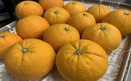 【ふるさと納税】湯の花　南伊豆を味わう満足セット[4か月定期便]