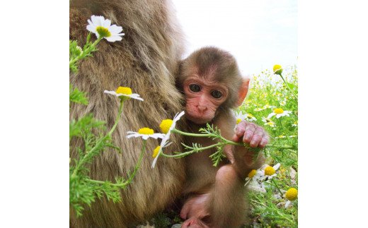 【ふるさと納税】波勝崎モンキーベイ　ペア入場券　動物園