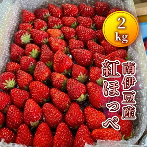 【ふるさと納税】南伊豆産いちご 紅ほっぺ 2kg いちご 大容量 イチゴ 苺 静岡 果物 フルーツ 南伊豆町産 静岡 1箱 ご自宅用 南伊豆ファーム