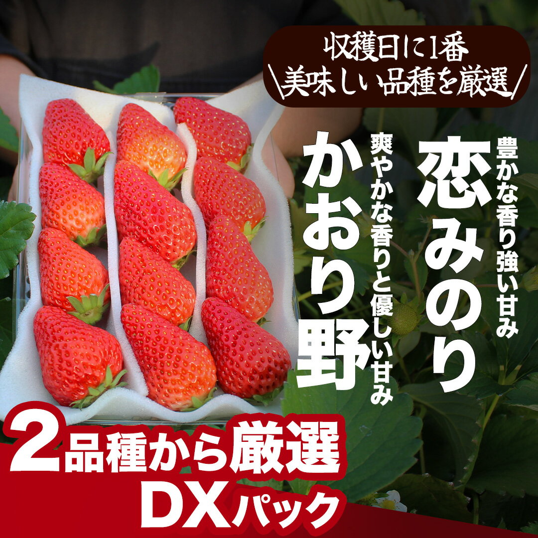 【ふるさと納税】【令和6年2月から順次発送】完熟いちご300g 選べる2パック・4パック（DXパック）紅ほ...