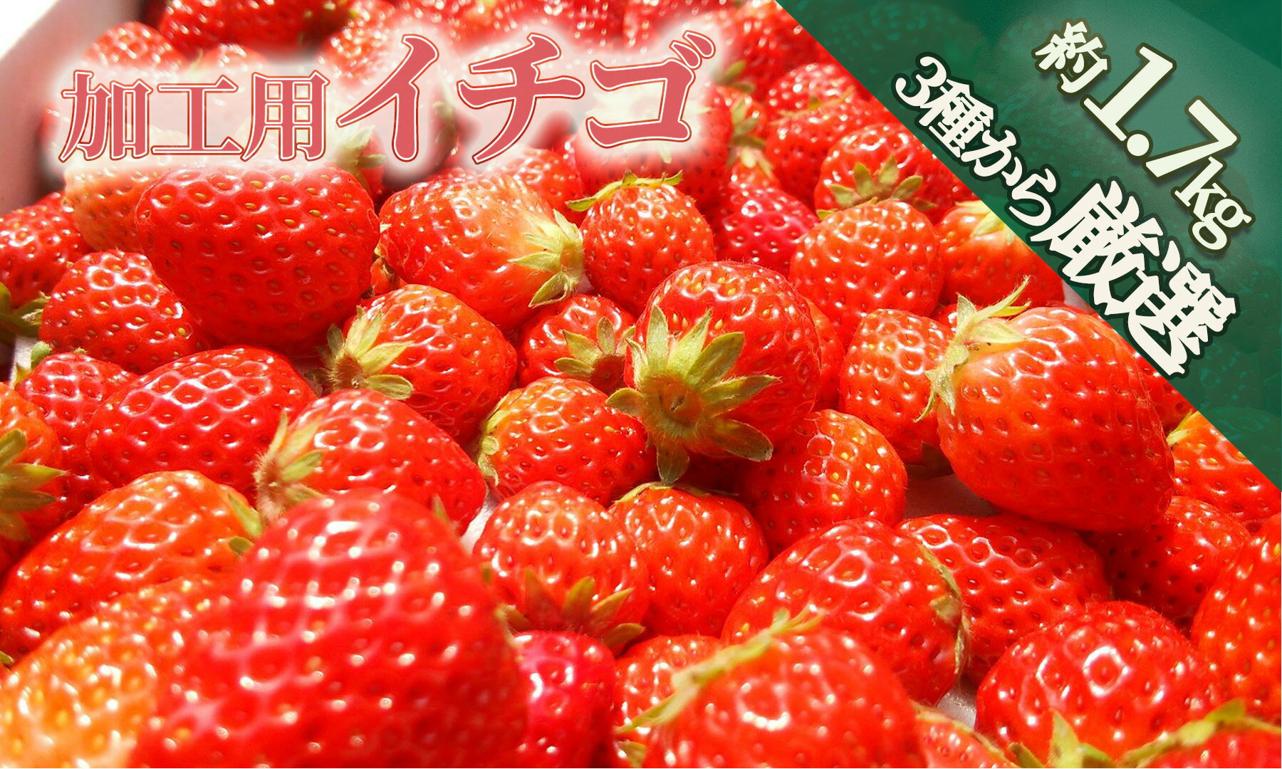 8位! 口コミ数「8件」評価「4」【予約受付】【2025年3月から5月発送予定】イチゴ　加工用イチゴ　バラ詰め　1.7kg（6.5パック相当）　恋みのり かおり野 から厳選 ･･･ 