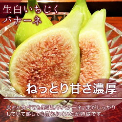 【ふるさと納税】婆娑羅農産 生白いちじく バナーネ 画像1