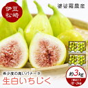 【ふるさと納税】婆娑羅農産 生白いちじく バナーネ 2箱セット 約3kg いちじく イチジク 無花果