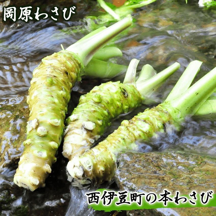 わさび ワサビ 山葵 刺身 そば わさび丼 伊豆 西伊豆 [世界農業遺産認定]西伊豆町の本わさび(岡原わさび)