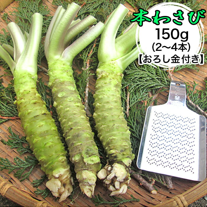 調味料(わさび)人気ランク8位　口コミ数「0件」評価「0」「【ふるさと納税】 わさび 生わさび 本わさび おろし金 身 そば わさび丼 薬味 伊豆 西伊豆 【世界農業遺産認定】西伊豆町の本わさび・おろし金セット」