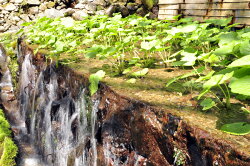 【ふるさと納税】【世界農業遺産認定】西伊豆町の本わさび・おろし金セット 画像1