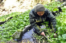 【ふるさと納税】【世界農業遺産認定】西伊豆町の本わさび・おろし金セット 画像2