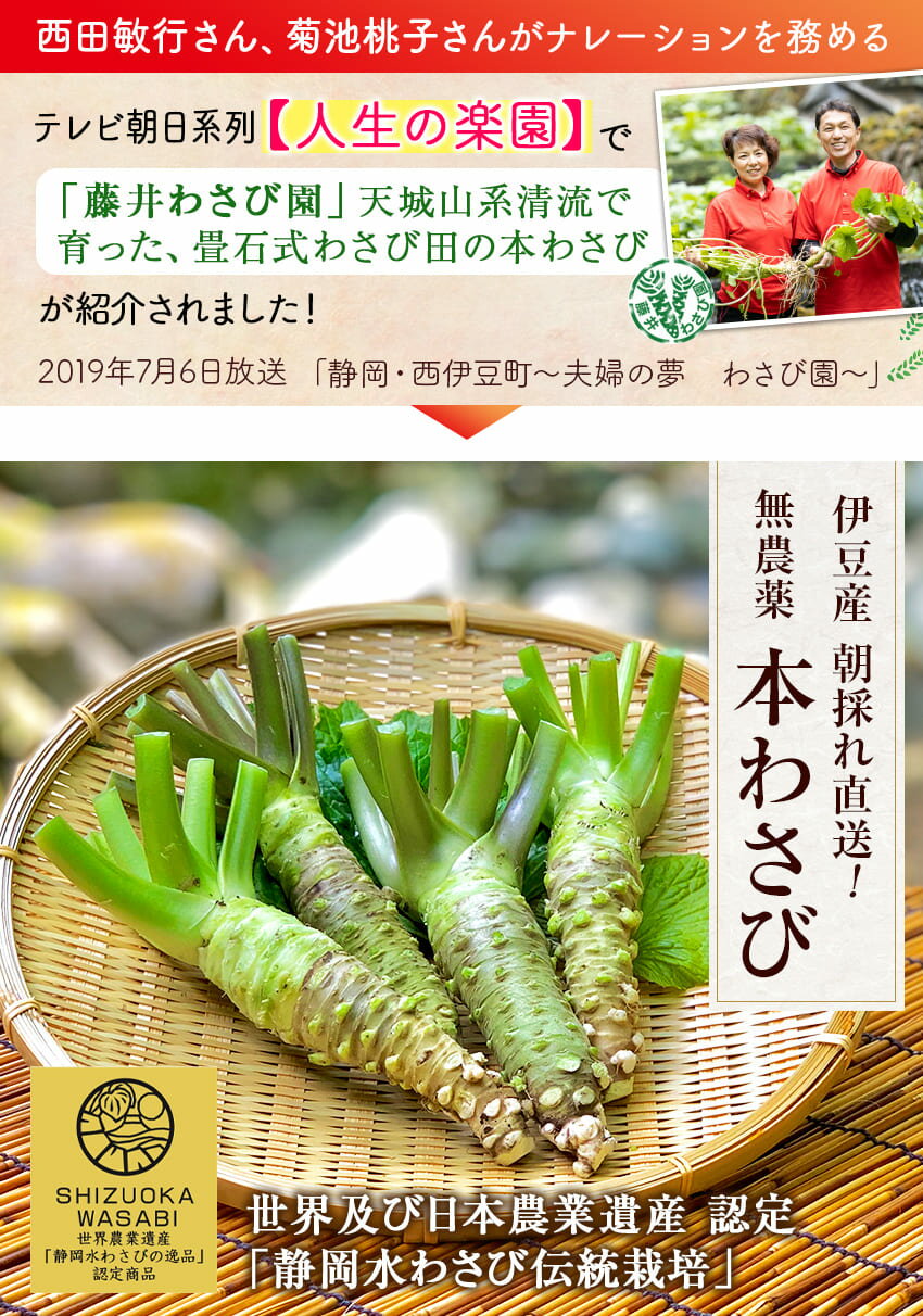 【ふるさと納税】 無農薬 本わさび わさび 生わさび 伊豆 「世界農業遺産認定」 無農薬本わさび