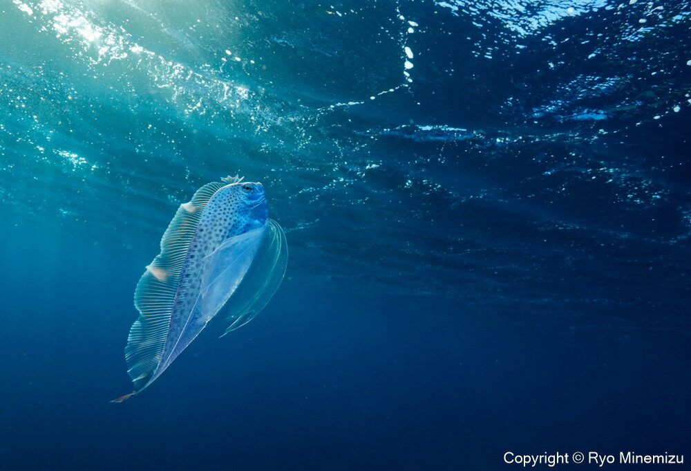 13位! 口コミ数「0件」評価「0」清水町ふるさと大使　海洋生物写真家　峯水亮氏による　作品パネル　Polka-dot ribbonfish swimming in the m･･･ 